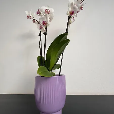 Διαμέρισμα Panda Zorilor Κλουζ-Ναπόκα