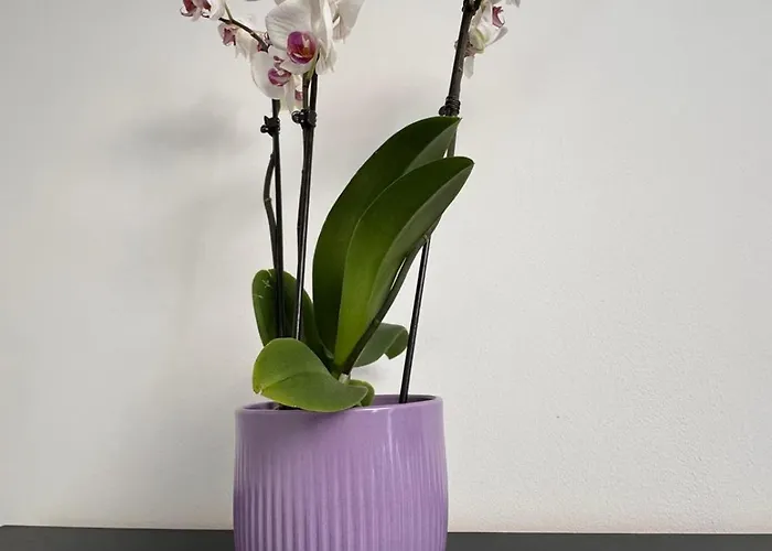 Apartmán Panda Zorilor Kluž